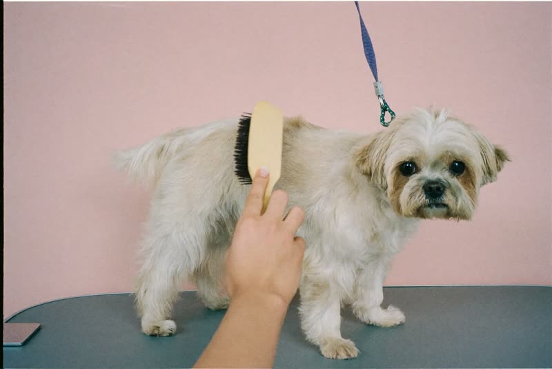 A dog being brushed on the grooming table