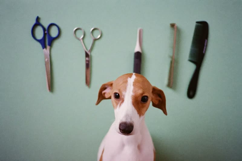 Grooming scissors, comb and brush laid out