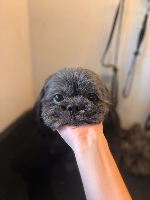 A groomer gently holding the chin of a freshly groomed dark Shih Tzu in the grooming tub