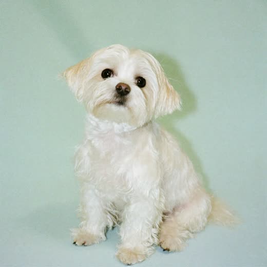 A freshly bathed small dog
