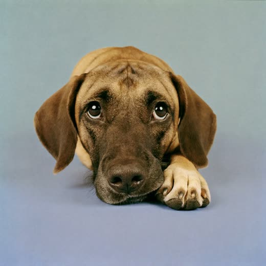 A dog's paw with neatly trimmed nails