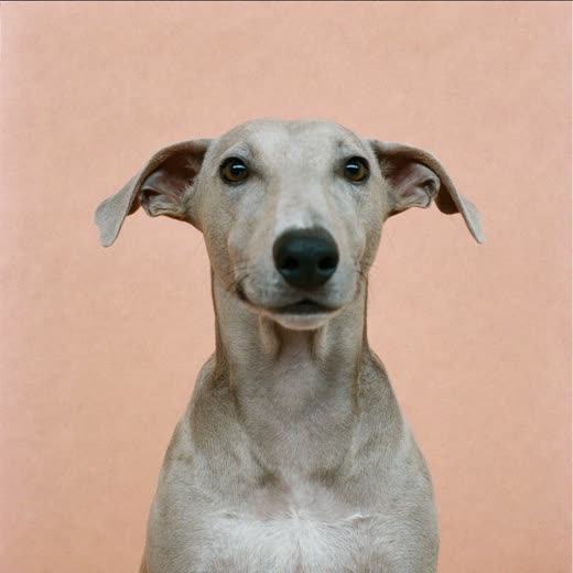 A terrier with a freshly clipped coat