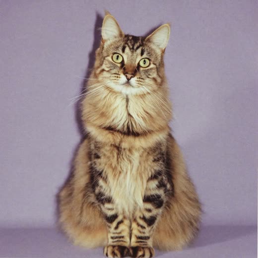 A long-haired cat with a brushed coat